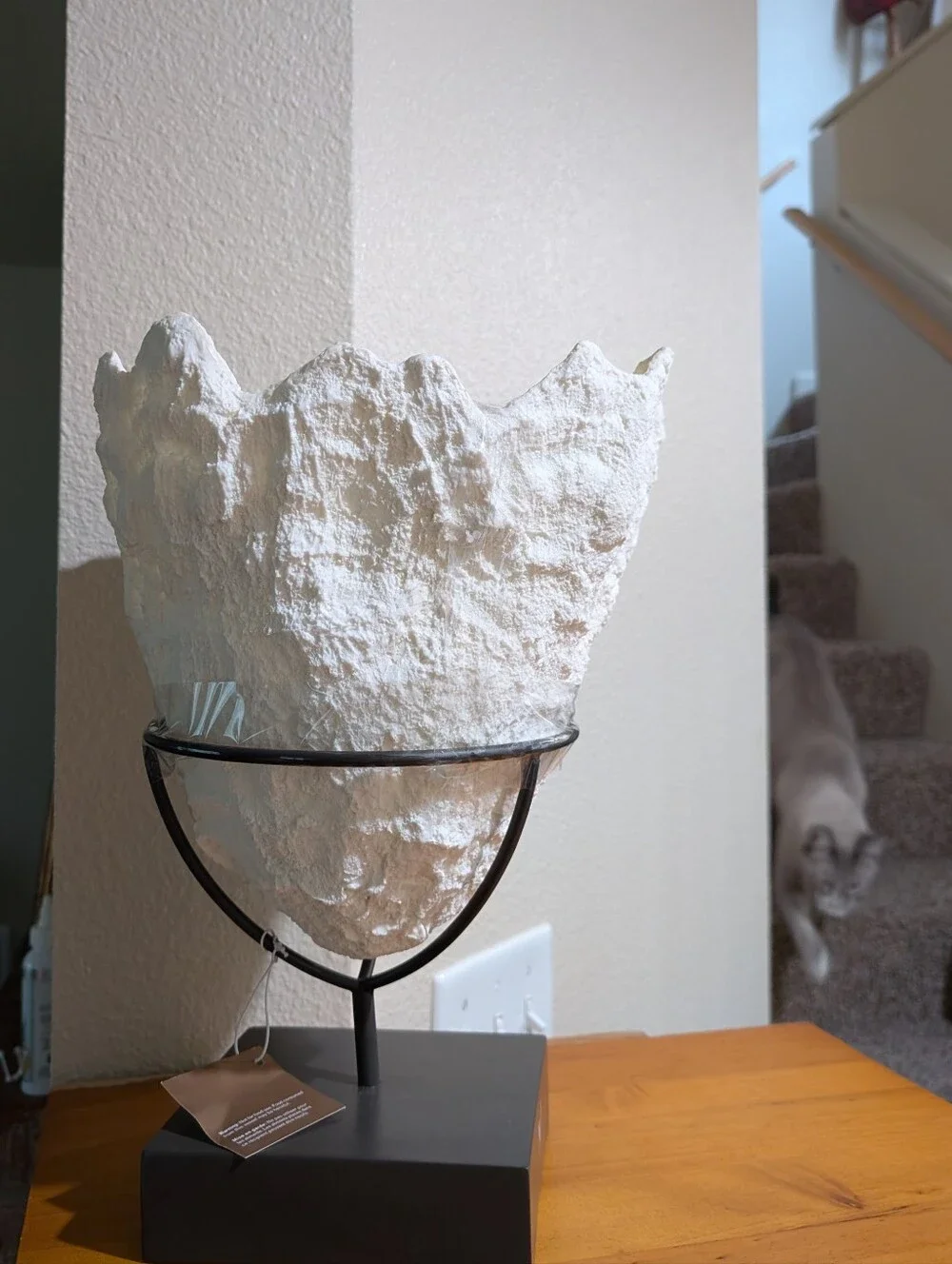 Pottery Barn Coral Sea Shell Ice Wine Bucket